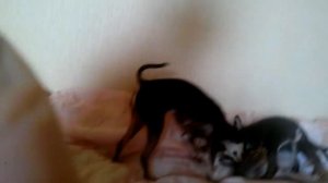 Тойчики - Собаки (Той Терьер)