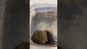 Фитоспорин-м для цветов! Удобряем почву для тюльпан #тюльпаны #тюльпаны #алматы #выгонкатюльпанов