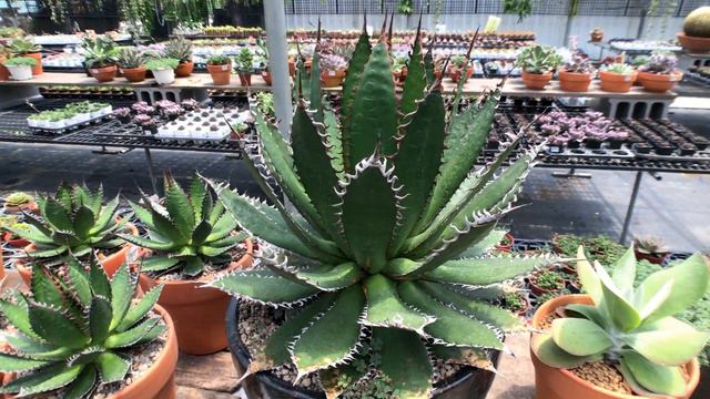 Agave horrida ssp 多肉植物觀察 龍舌蘭 霍利達 смотреть онлайн