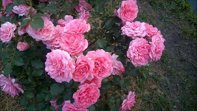 САМЫЕ РОСКОШНЫЕ РОЗЫ В МОЕМ САДУ.wmv смотреть онлайн