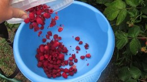 Сбор малины Атлант. Раннее утро.