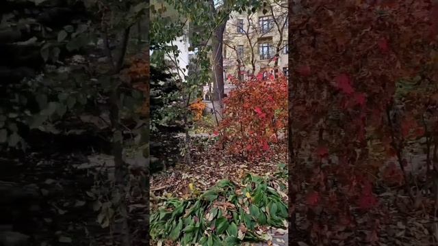 Осенний Владивосток#осень#Владивосток#владивостоке#городуморя#красотавокруг