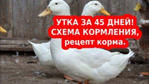 Утка бройлер СТАР 53