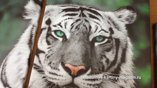 Модульная картина с белым тигром смотреть онлайн