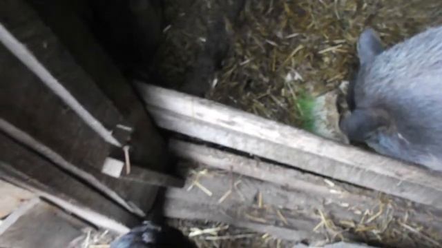 Гидропоника для вьетнамской свиньи.