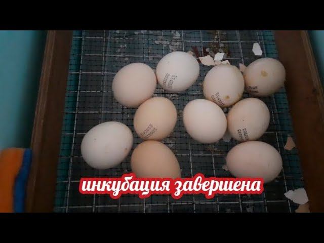 завершение инкубации... результат хороший...