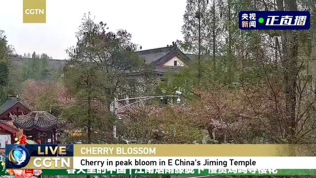 Live: Cherry blossoms in full bloom in east China's Jiming Temple – Ep. 6 смотреть онлайн