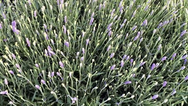 Lavandula Angustifolia Hidcote #flowers #plants #bee смотреть онлайн