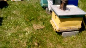 2. Beekeeping. Формирование нуклеусов.