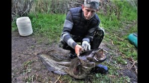 ЖЕСТЬ ВОТ ЭТО СОМ ! Крупный сом на перемет. Рыбалка с ночевкой. Ночная рыбалка на сома.