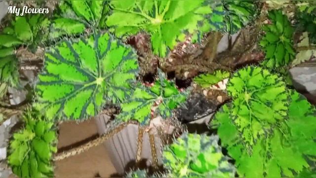 Бегония Декоративнолиственная.Уход в домашних условиях.