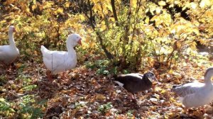 Гуси идут гуськом