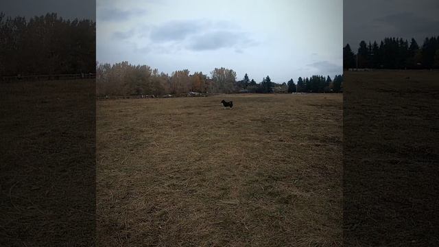 Kawasaki Vulcan motodog Canada (Video #8) смотреть онлайн