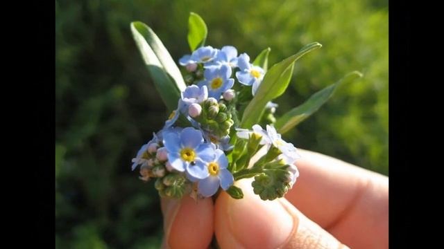 Лермонтов М. Ю. "Незабудка". Дуэт смотреть онлайн