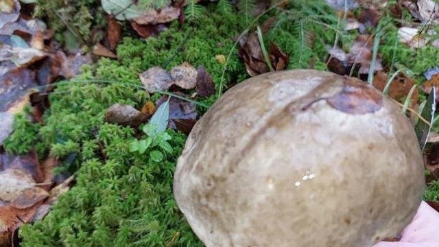 12 октября... А есть ли в лесу грибы? (Лен. обл. 2023 г.) + Делюсь рецептом маринования грибов! смотреть онлайн