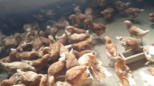 фермерское хозяйство подрощенные цыплята несушки " Ломан Браун"возраст 105 дней