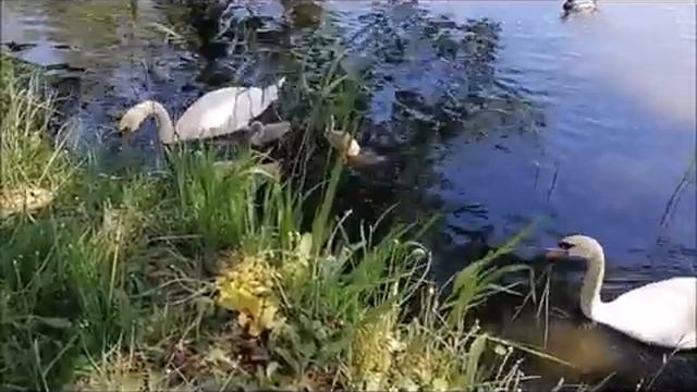 Лето. Лебеди с выводком в пруду издают звуки. смотреть онлайн