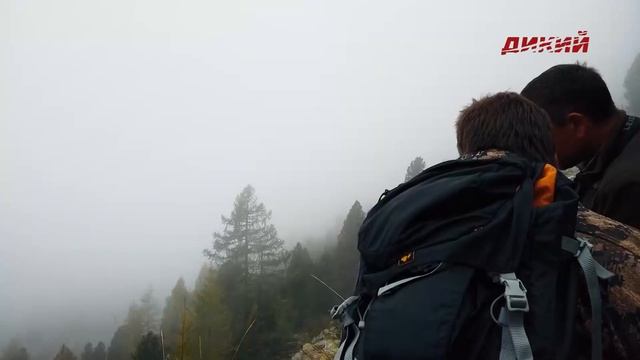 Охота без границ. Серна в Австрийских Альпах смотреть онлайн