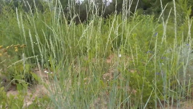 Природа родного края. Пырей ползучий. Гутор Галина смотреть онлайн