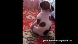 Смешные собаки Выпуск # 12 Funny dogs