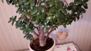 Как формировать толстянку ( красуллу)/Мое Денежное дерево,как ухаживаю