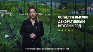 МОЖЖЕВЕЛЬНИК в ландшафтном дизайне. Сорта Олд Голд, скальный Блю Эрроу, Хетци, Минт Джулеп