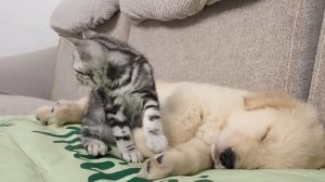 How a Kitten Wakes a Sleeping Golden Retriever Puppy