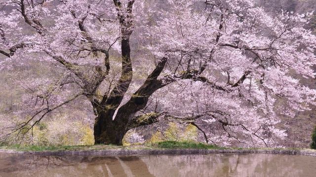 David Oistrakh plays Mozart - Violin Concerto No 4 in D major, K 218 смотреть онлайн