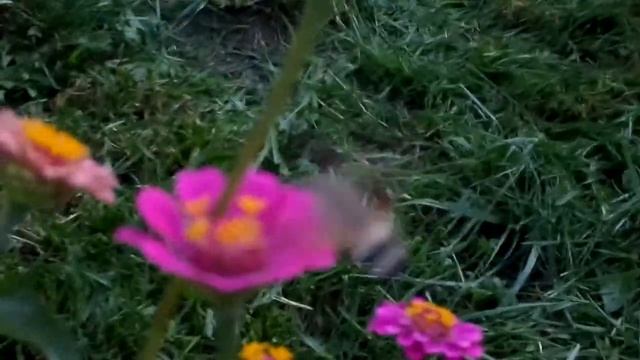 Sphingidae. Бабочка  похожая  на  птичку  Колибри.