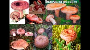 Съедобные грибы северных лесов