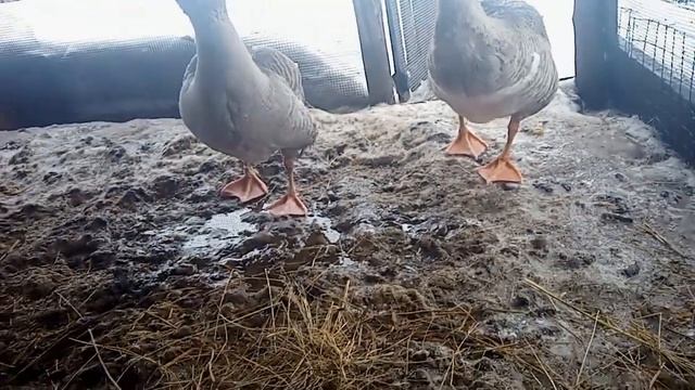 Как сделать гнездо для гусыни смотреть онлайн