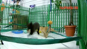 Лабиринт для кошек из лент или олимпиада для котят.