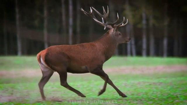 ПЕСЕНКИ ЧУДЕСЕНКИ — музыкальный альбом (детям и их родителям) смотреть онлайн