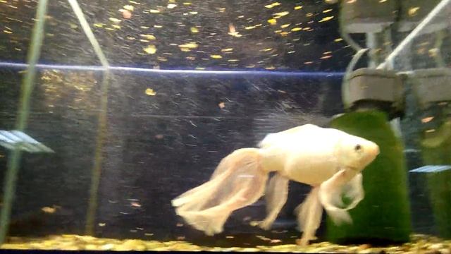 БОЛЬШАЯ золотая рыбка. смотреть онлайн