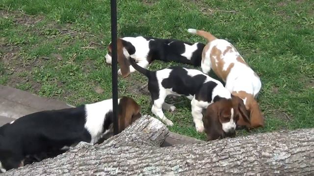 Miniature Basset Hound Breed 101 смотреть онлайн