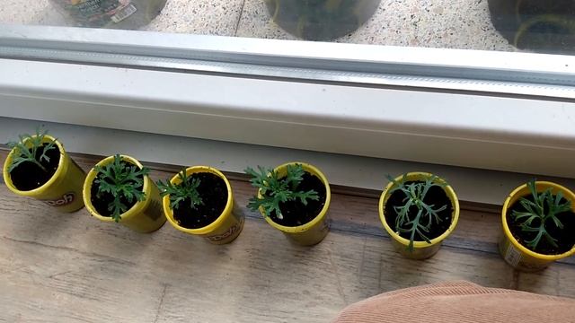 Новый проект! Растим штамбовое деревце вместе. Этап 1. смотреть онлайн