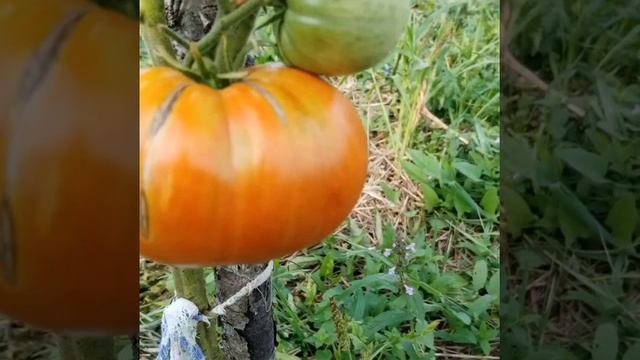 редкие экзотические сорта томатов 2021год