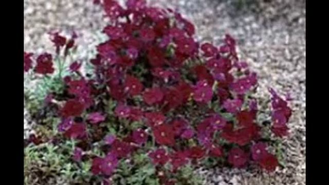 Aubreita deltoidea смотреть онлайн