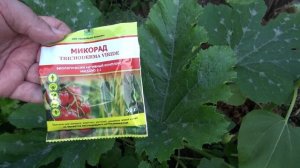 КАБАЧКИ || Защита от болезней