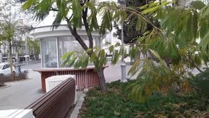 Акация Ленкоранская