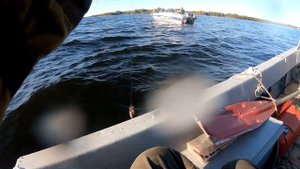 Окунь осенью в не клевый день! Онежское озеро, Карелия.