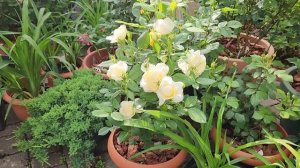 Розы : Королева Швеции, Минерва, Ванесса Белл, Манстед Вуд, Принцесса Кентская.