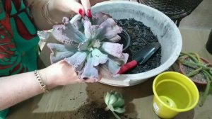 REPLANTE DE ECHEVERIAS COM CARUNCULAS.