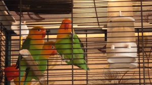 Сколько лет живут неразлучники