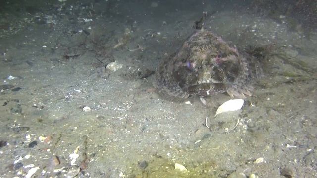 Подводный мир Баренцева моря(00190)