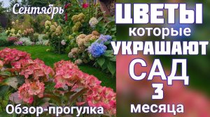 ЦВЕТЕНИЕ сада - 21 сентябряГОРТЕНЗИИ крупнолистные, метельчатыеОБЗОР - прогулка.