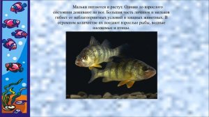 Размножение рыб биология 8 кл