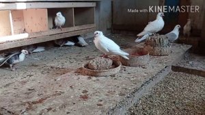 Гули-гули-гули голуби... Наша голубятня!     #голуби,  #наши голуби ,#красивые голуби