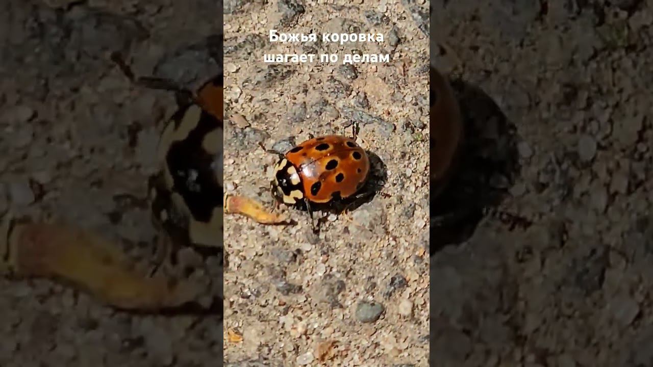 Божья коровка шагает по делам #божьякоровка #ladybug