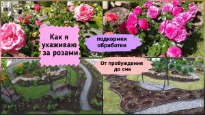 Как я ухаживаю за розами. Подкормки, обработки с весны до осени. (Ленинградская область)